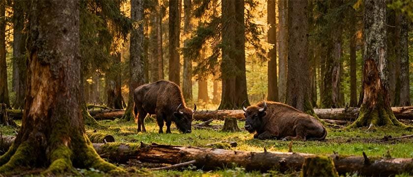 Зубры в Беловежской пуще